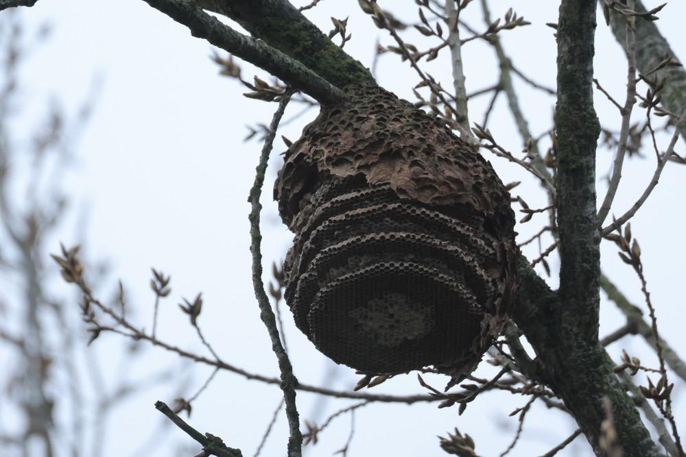 Inactief nest Aziatische hoornaar