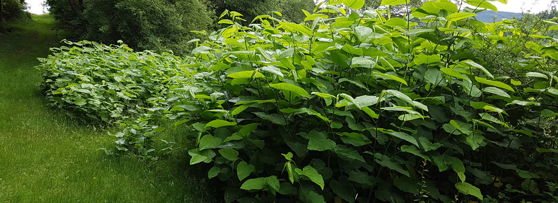 Japanse duizendknoop Reynoutria japonica