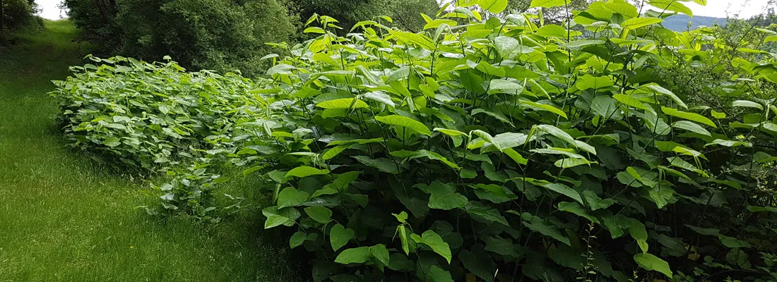 Japanse duizendknoop Reynoutria japonica