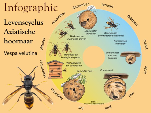 Levenscyclus Aziatische hoornaar infographic