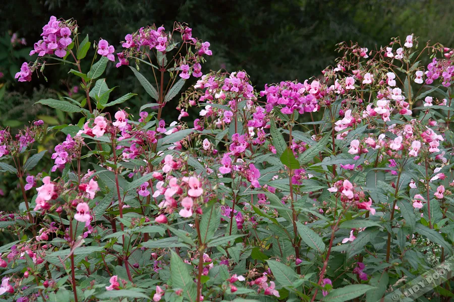 Reuzenbalsemien Impatiens glandulifera