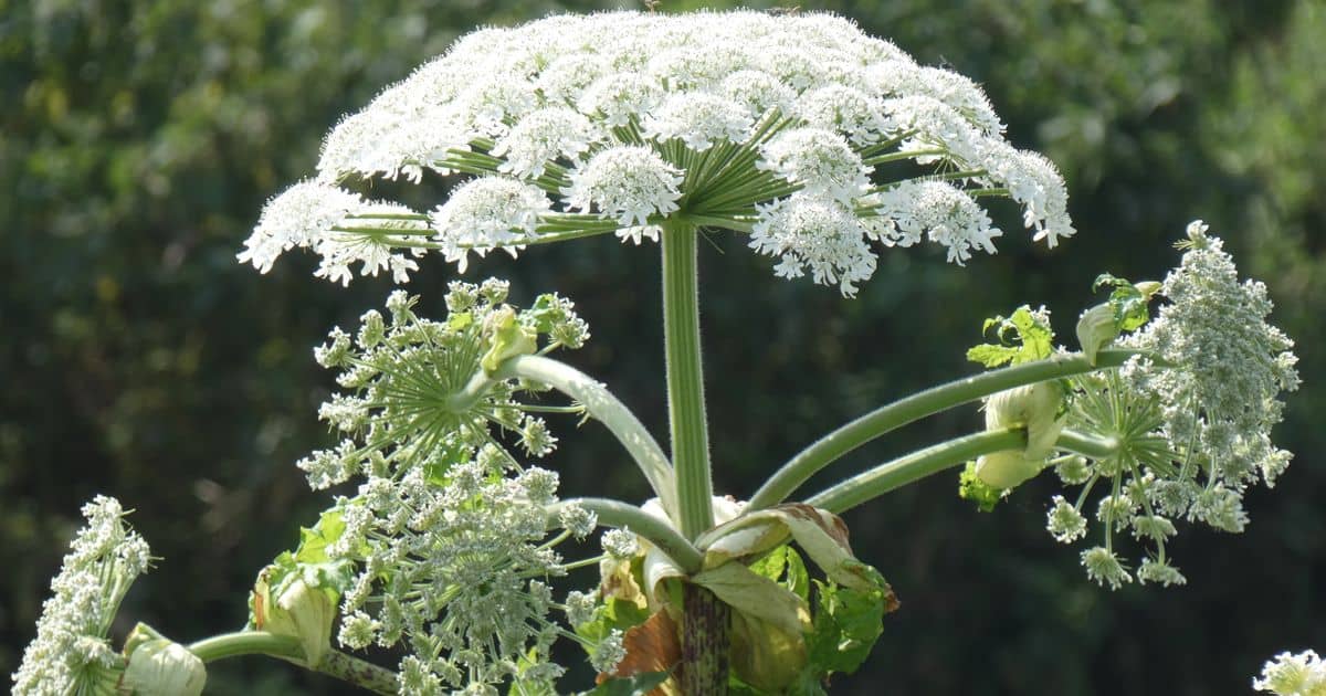 Reuzenberenklauw Heracleum mantegazzianum
