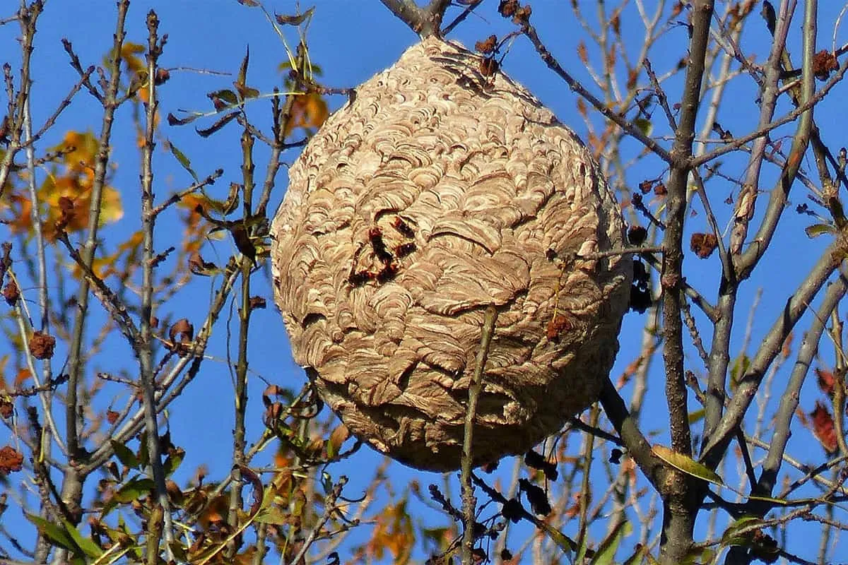 Secundair nest Aziatische hoornaar